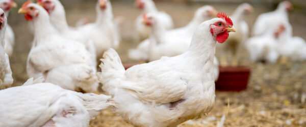 Raising Broiler Chickens: Health Concerns