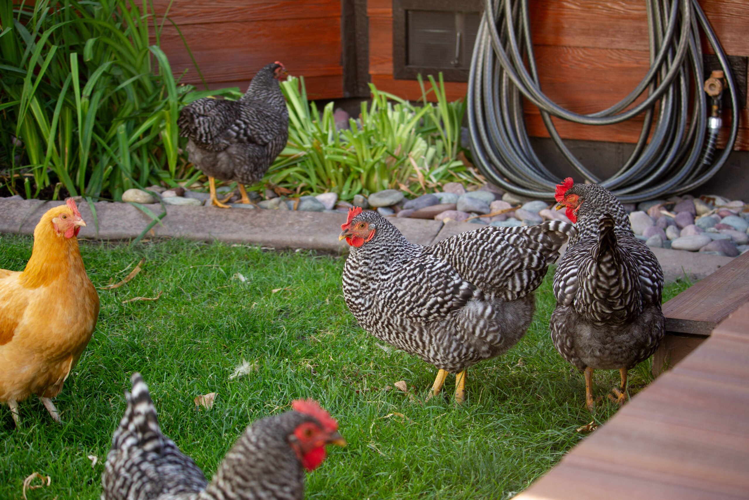 Raising Chickens in the City: What You Need to Know