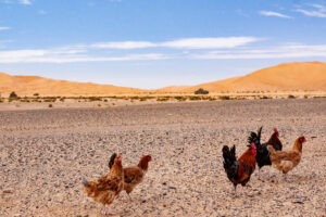 Chickens in the Desert: 8 Strategies for Success