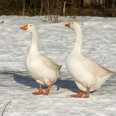 Raising Geese in Winter: Care, Shelter & Feeding