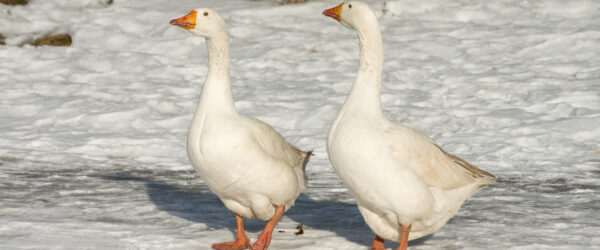Raising Geese in Winter: Care, Shelter & Feeding