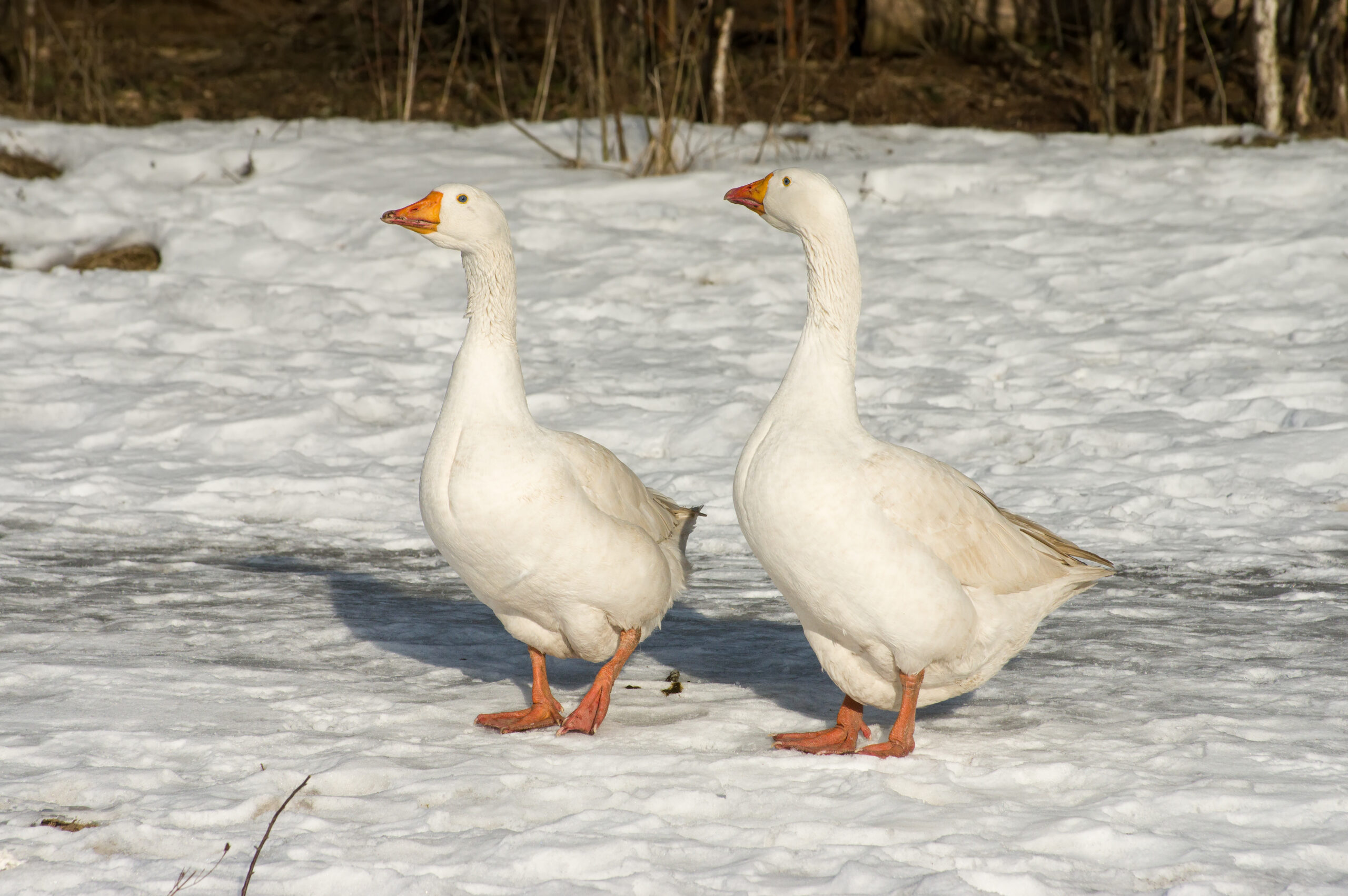Geese in winter walk on snow sunny winter day.