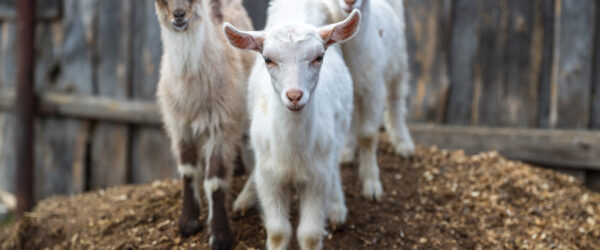Raising Goats: A Comprehensive Guide to Their Care
