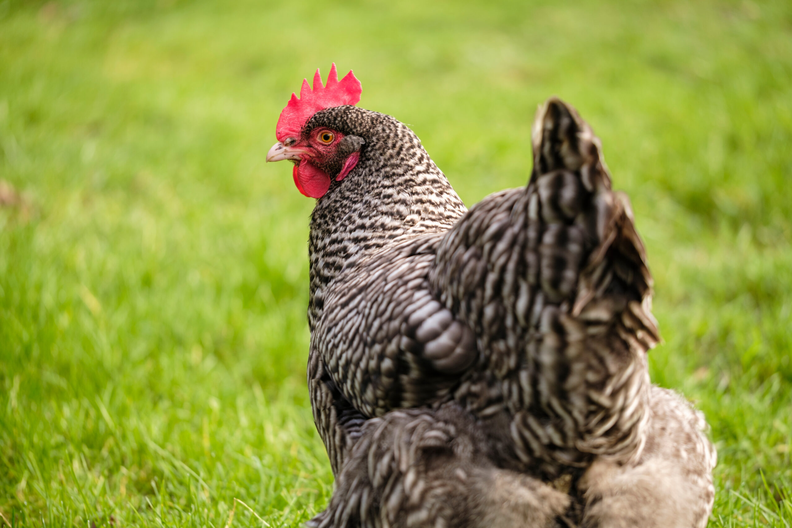 Rare Heritage Chicken Breeds Worth Knowing