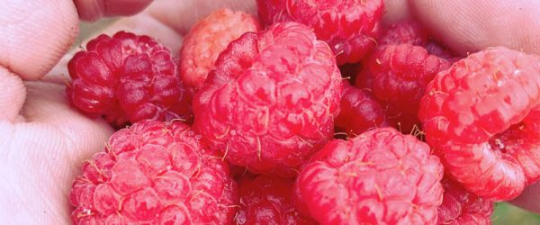 9 Tips For Success When Harvesting Raspberries