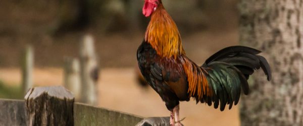 Enjoy This Trio Of Fun Rooster Tails (Er … Tales)