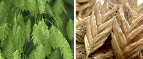 Direct-Sow River Oats Now For Benefits Next Season