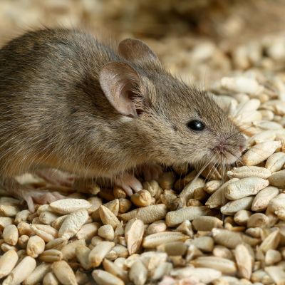 Rodent Control: Preparing Your Farm for Winter