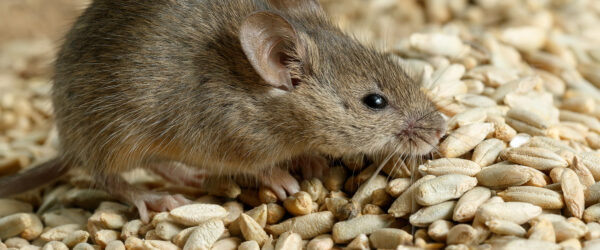 Rodent Control: Preparing Your Farm for Winter
