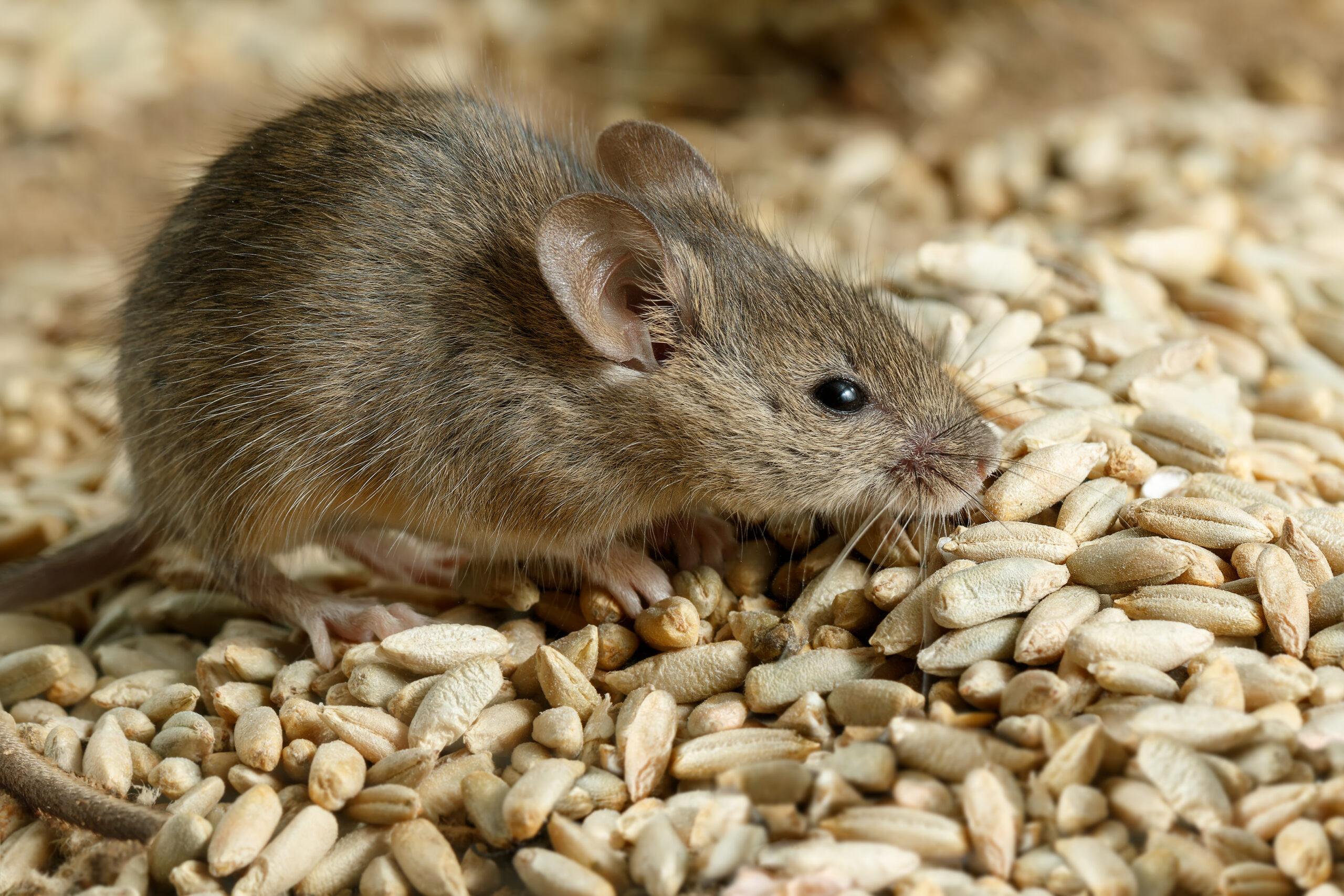 mouse in grain inside barn that needs to address rodent control