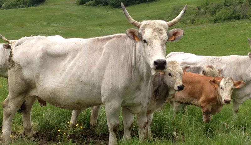 Romagnola cattle breed