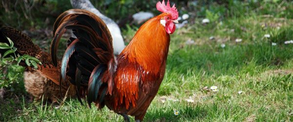 4 Steps to Properly Burying A Deceased Chicken