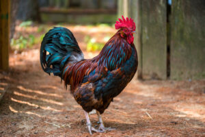 Rooster Care Tips for a Backyard Flock