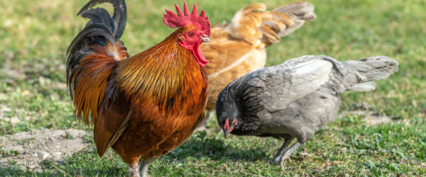 4 Steps to Replace the Rooster in Your Flock