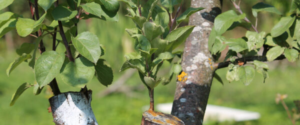 Rootstock Guide: 7 Common Apple Rootstocks Explained