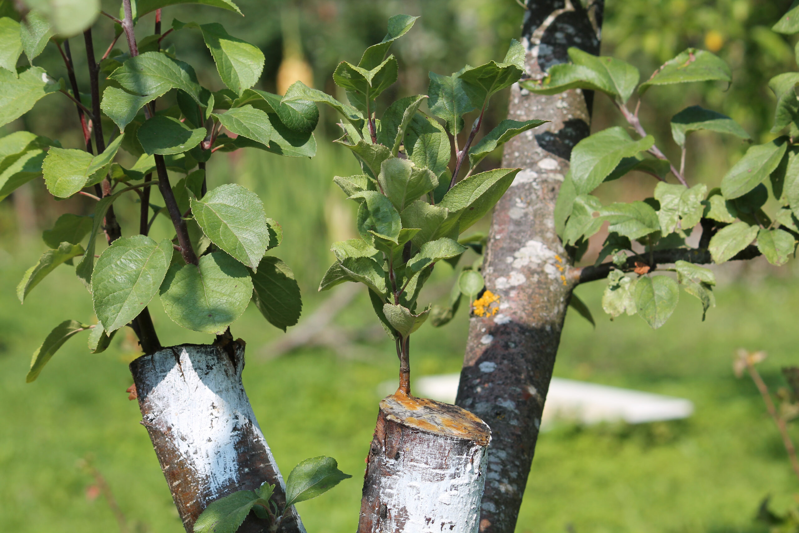 Rootstock Guide: 7 Common Apple Rootstocks Explained