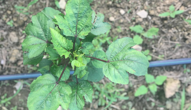 roselle plant growing