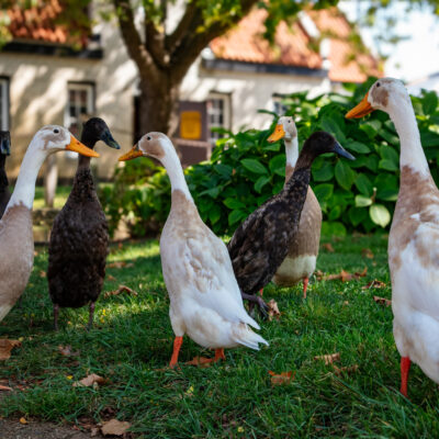Runner Ducks: Breed History, Eggs, Temperament & Uses