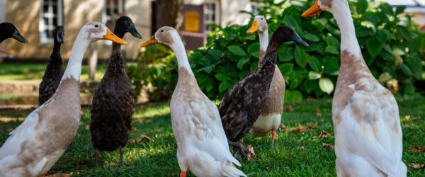 Runner Ducks: Breed History, Eggs, Temperament & Uses