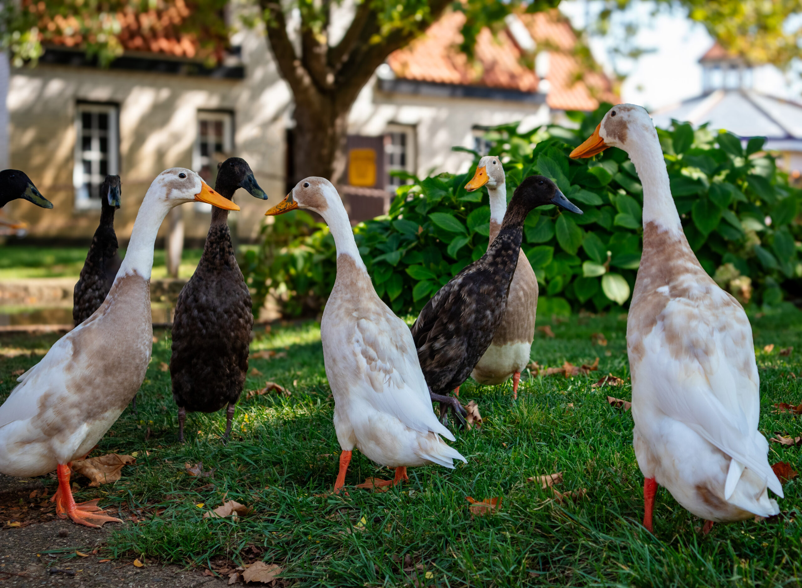 Runner Ducks: Breed History, Eggs, Temperament & Uses