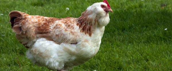 Salmon Faverolles: A Friendly, Hardy Chicken for Backyard Flocks