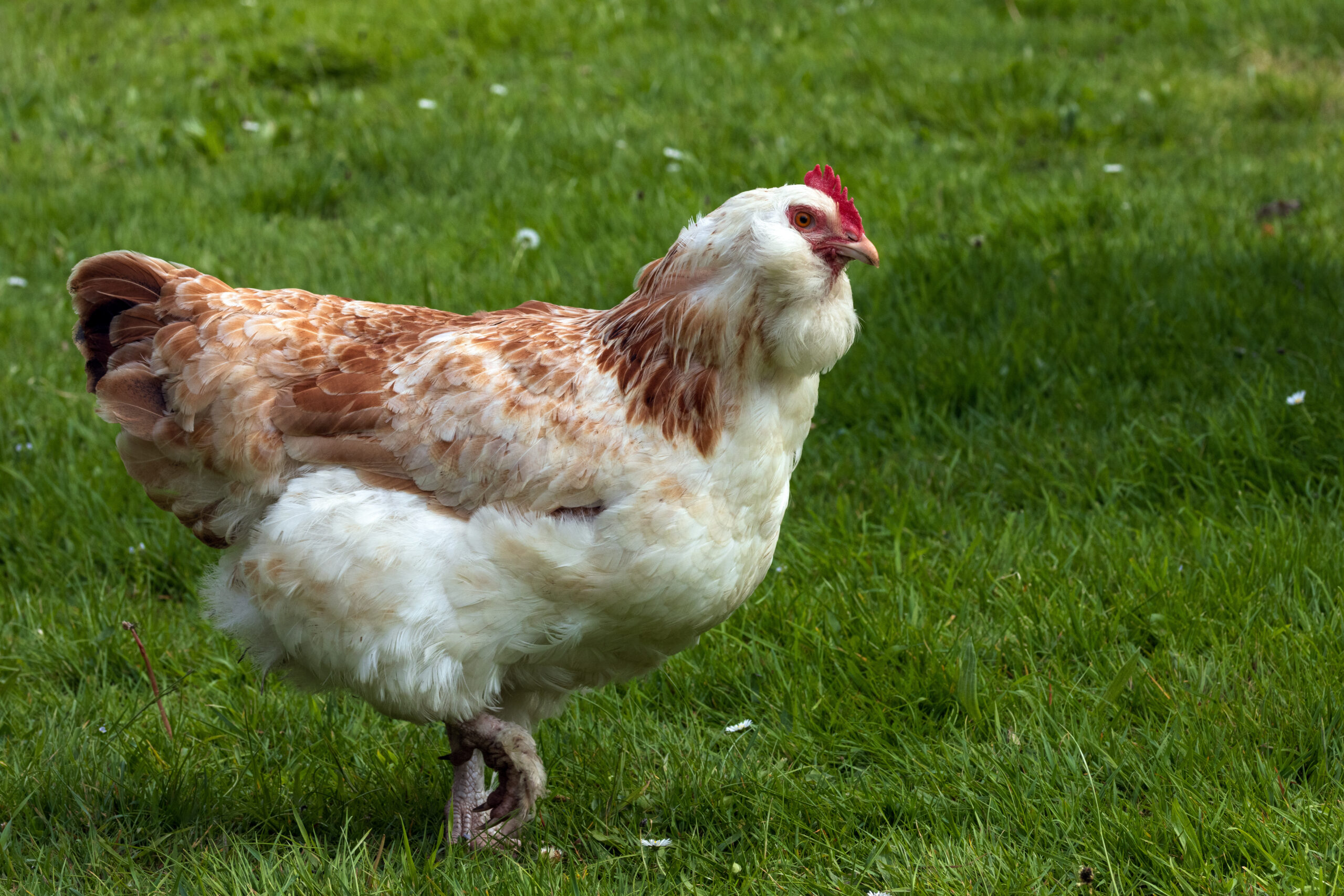 Salmon faverolles hen walking in a green grassy yard.