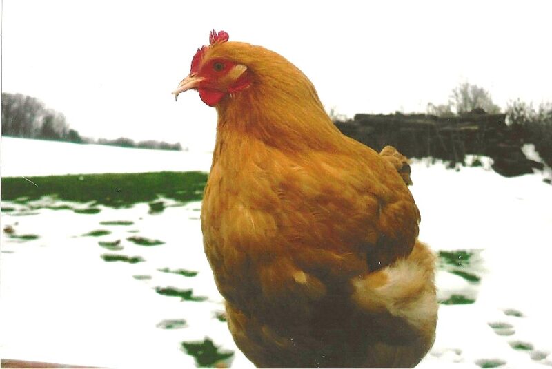 Scissor Beak in Chickens What Is It & What To Do About It Hobby Farms