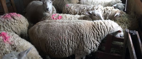 Getting Pregnant Ewes Ready For Lambing Season