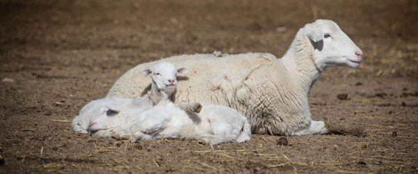 Best Practices For Livestock Birth Season