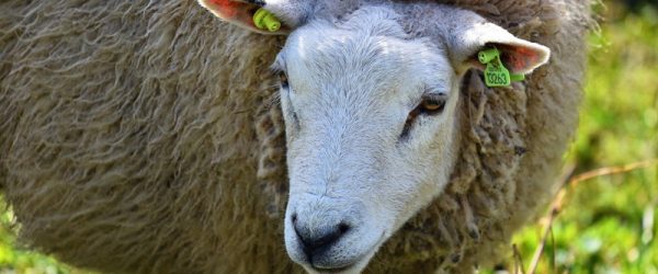 Livestock Identification For Different Animal Species