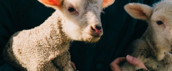 Hoofin It Part 3: Dealing With Foot Rot In Livestock