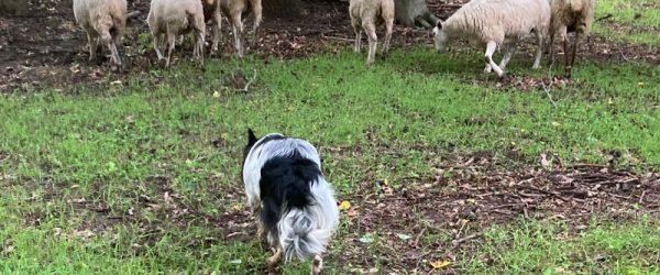 All About Using Stock Dogs With Sheep
