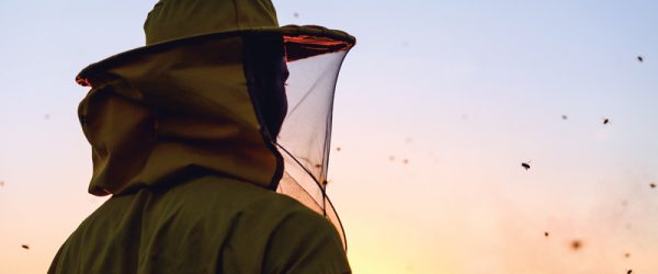 Consider These Things Before You Start Beekeeping