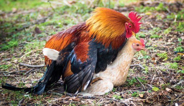 View of What To Do About Wintertime Feather Loss In Chickens - Hobby Farms