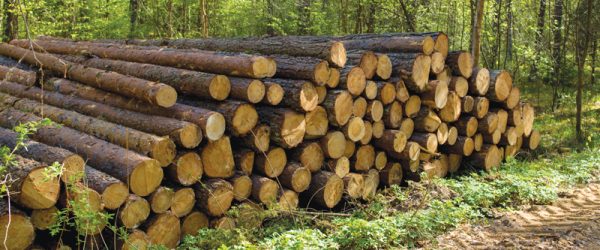 Good Woodlot Management Holds The Promise Of Profit