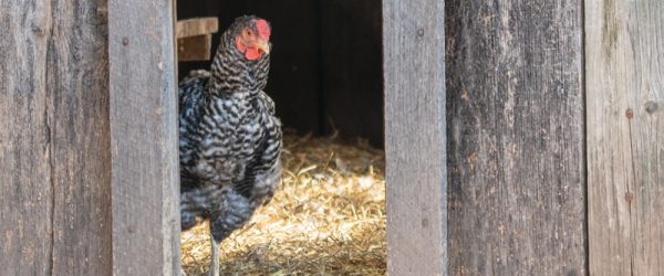 Chicken Euthanasia: When & How To Help Your Bird Pass On