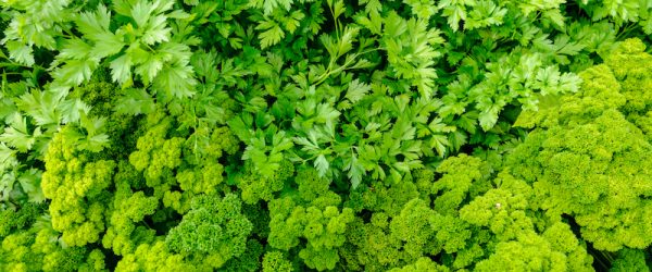 From The Herb Garden: Make Pals With Parsley