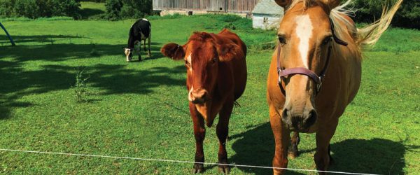 What You Should Know Before Buying Your First Horse