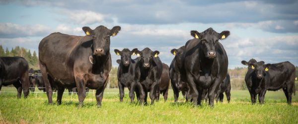 5 Tips To Prevent Heat Stress in Cows