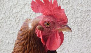 chicken chickens molt molting