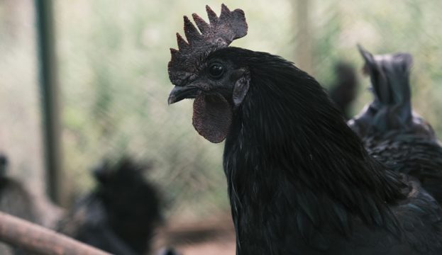 The Rare Ayam Cemani Chicken Breed Is A Black Beauty - Hobby Farms
