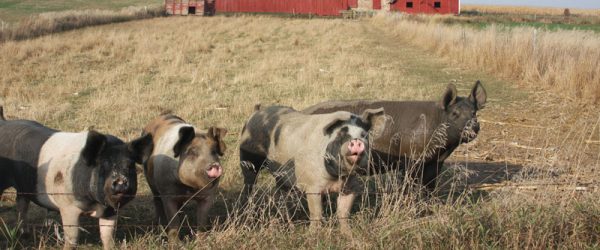 Eating Seasonal Meat: A History Of Homestead Meats