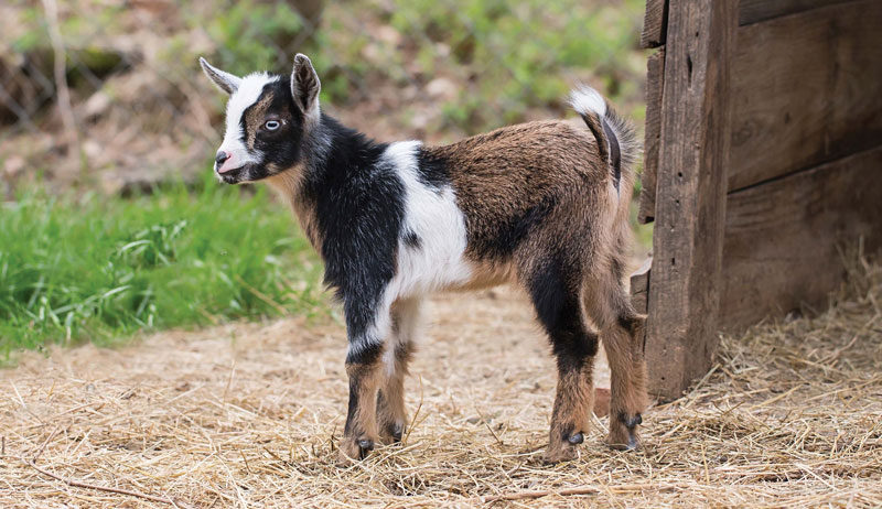 Miniature Goat Breeds Meet Our Nigerian Dwarf Goats Smithsonian s Miniature Goat Breeds Meet Our Nigerian Dwarf Goats Smithsonian s