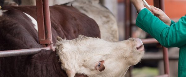 It’s Time For Farm Animals To Get An Annual Tetanus Shot