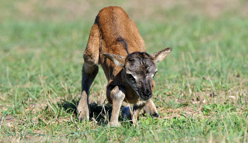 goat pregnancy