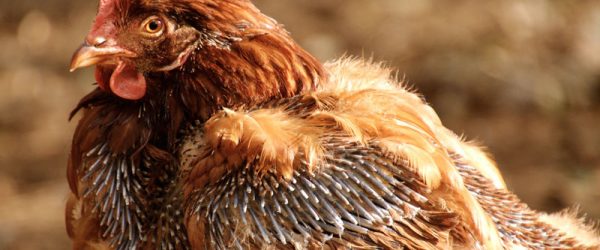When Chickens Are Molting, Feathers Fly Everywhere