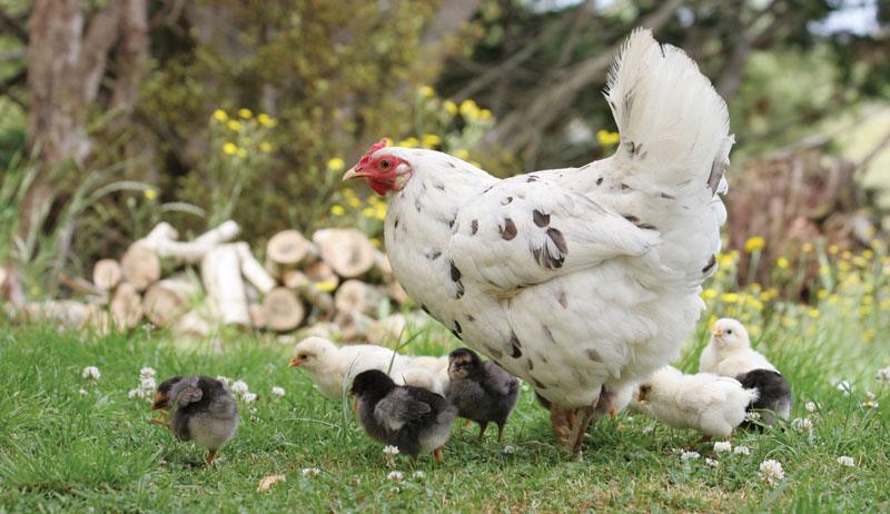 hatching-eggs