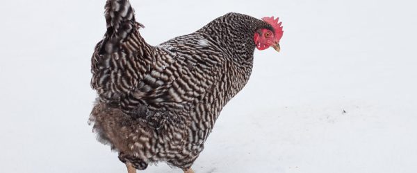 Supplemental Winter Treats Keep Chickens Happy, Healthy