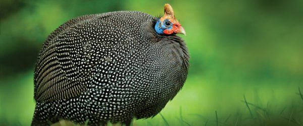 Getting Guineas? Make Sure You Train Them Right