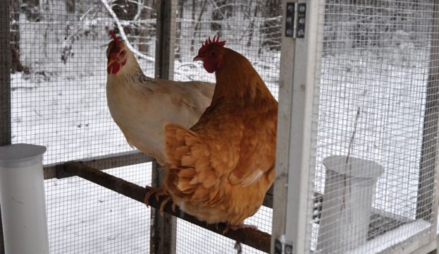 Picture of What To Do About Wintertime Feather Loss In Chickens - Hobby Farms